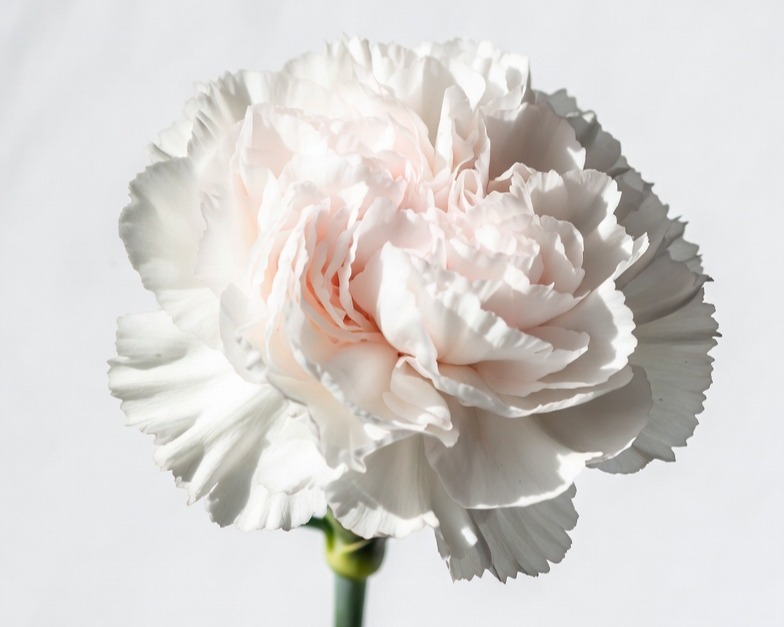 WHITE CARNATION FANCY