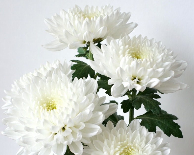 WHITE CUSHION BQ