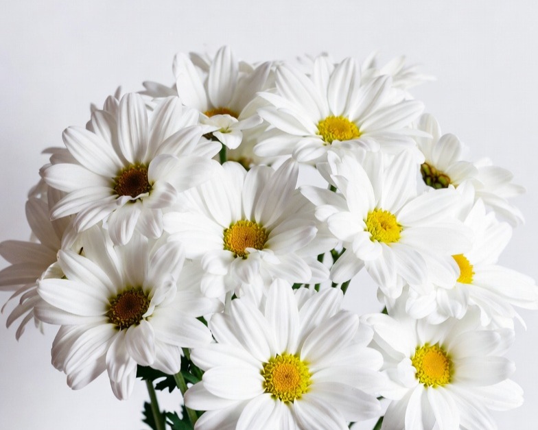 WHITE DAISY BQ