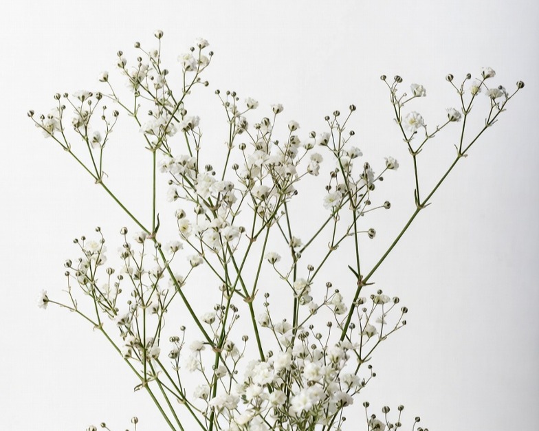 WHITE GYPSO WILD PEARL