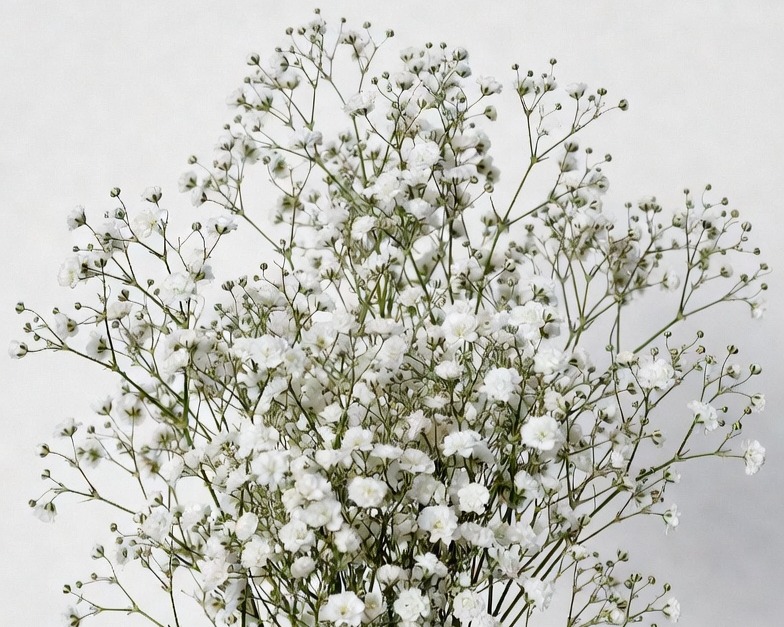WHITE GYPSO  XLENCE