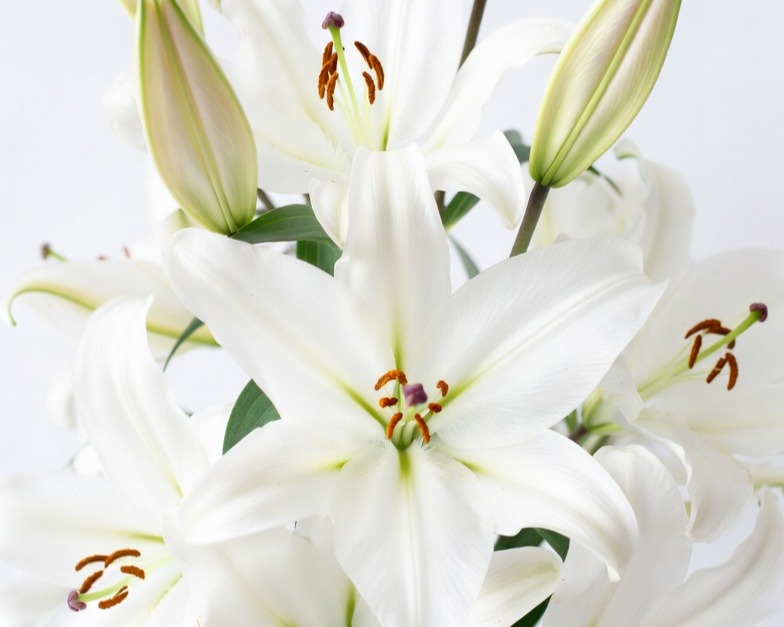WHITE HYBRID LILIES