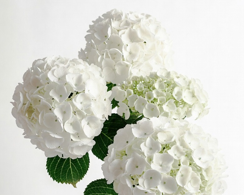 WHITE HYDRANGEAS SELECT