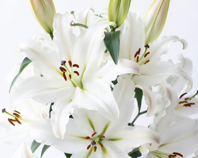 WHITE ORIENTAL LILIES