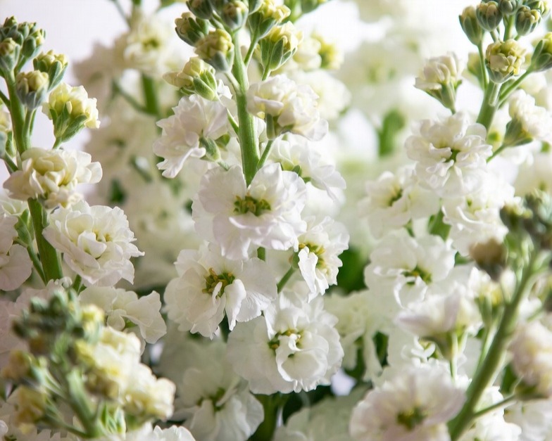 WHITE STOCK SPRAY