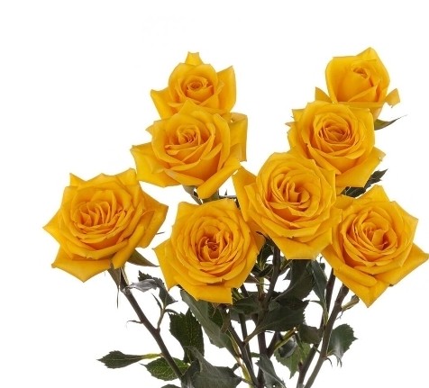 YELLOW ROSE - SPRAY 50