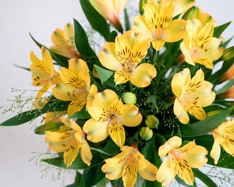 YELLOW ALSTROEMERIA FANCY BQ