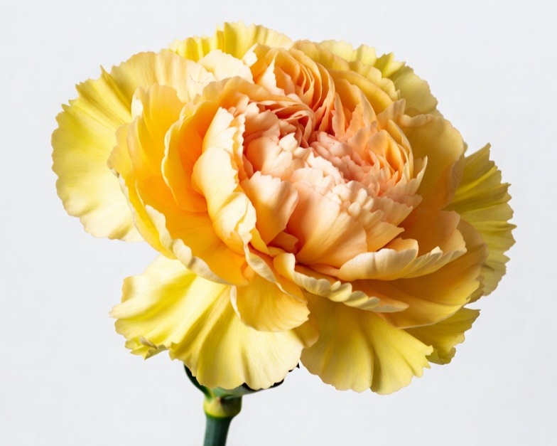 YELLOW CARNATION FANCY