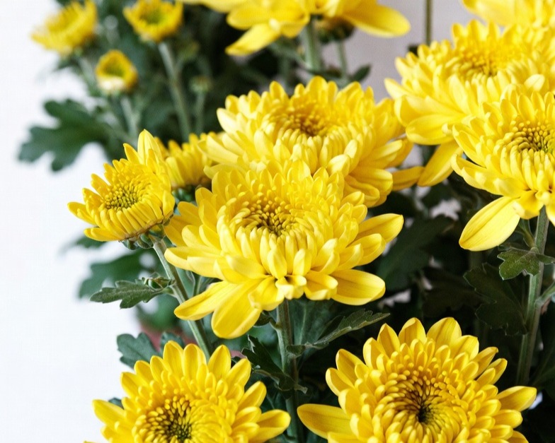 YELLOW CUSHION BQ