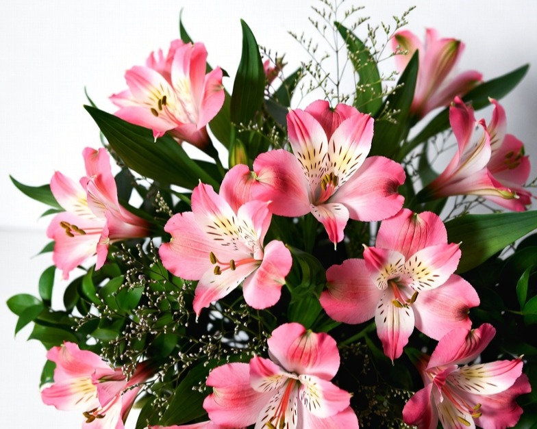 DARKPINK ALSTROEMERIA FANCY BQ