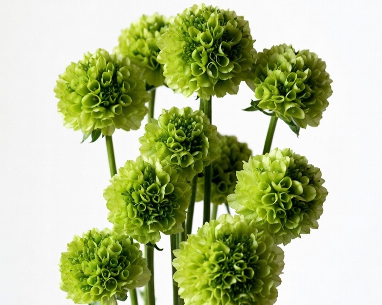 GREEN BALL