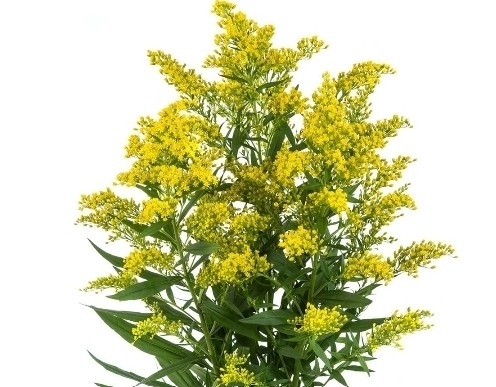 YELLOW Solidago