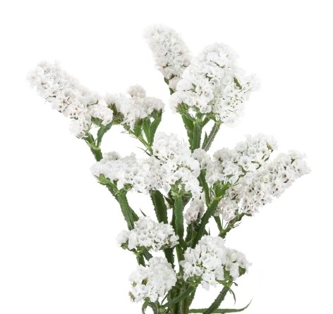 WHITE STATICE