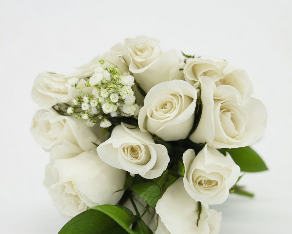 Dozen White Roses BQ